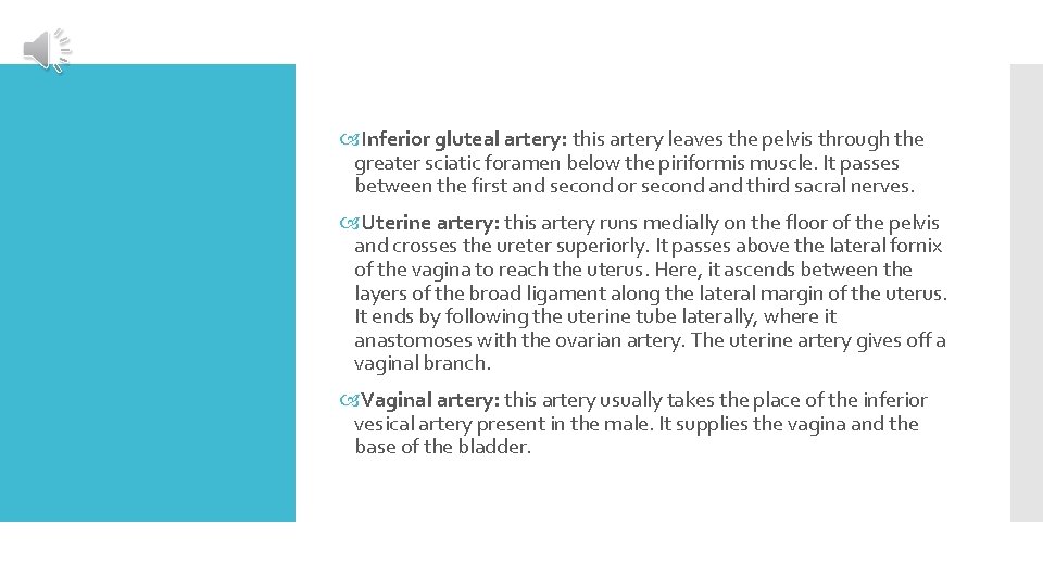  Inferior gluteal artery: this artery leaves the pelvis through the greater sciatic foramen