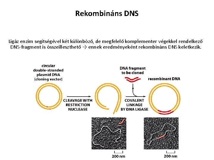 Rekombináns DNS Ligáz enzim segítségével két különböző, de megfelelő komplementer végekkel rendelkező DNS-fragment is