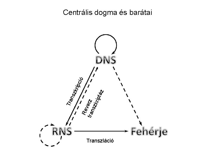 Re v tran erz szk ript áz Tra nsz krip ció Centrális dogma és