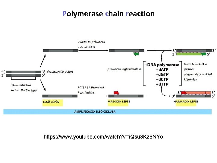 Polymerase chain reaction https: //www. youtube. com/watch? v=i. Qsu 3 Kz 9 NYo 