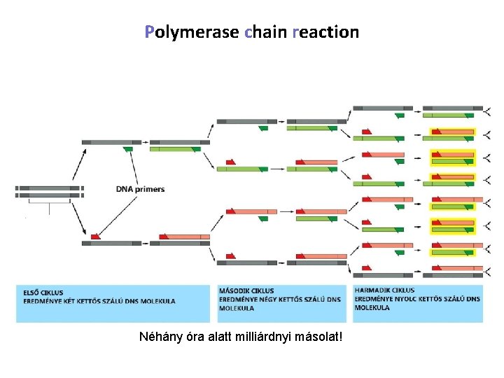 Polymerase chain reaction Néhány óra alatt milliárdnyi másolat! 