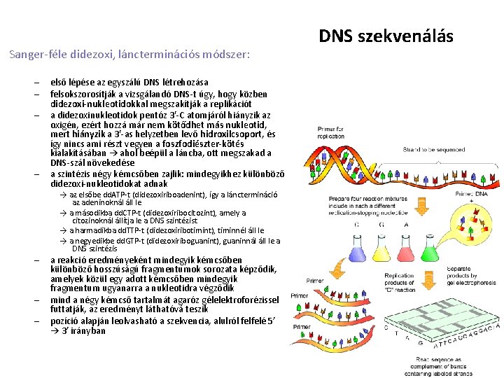 Sanger-féle didezoxi, láncterminációs módszer: – – – – első lépése az egyszálú DNS létrehozása