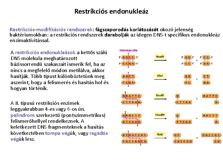 Restrikciós endonukleáz Restrikciós-modifikációs rendszerek: fágszaporodás korlátozását okozó jelenség baktériumokban: a restrikciós rendszerek darabolják az