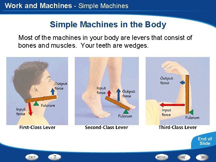 Work and Machines - Simple Machines in the Body Most of the machines in