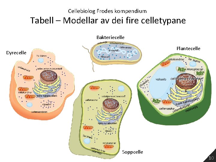 Cellebiolog Frodes kompendium Tabell – Modellar av dei fire celletypane Bakteriecelle Plantecelle Dyrecelle Soppcelle