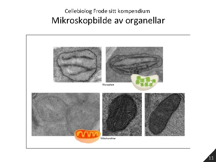 Cellebiolog Frode sitt kompendium Mikroskopbilde av organellar 11 