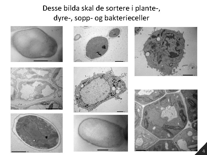 Desse bilda skal de sortere i plante-, dyre-, sopp- og bakterieceller 4 