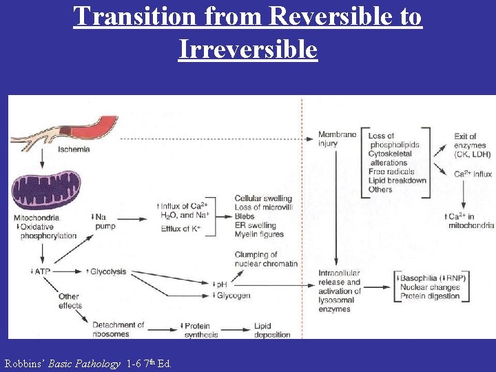 Transition from Reversible to Irreversible Robbins’ Basic Pathology 1 -6 7 th Ed. 