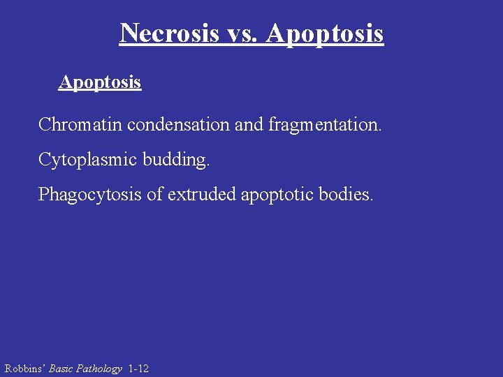 Necrosis vs. Apoptosis Chromatin condensation and fragmentation. Cytoplasmic budding. Phagocytosis of extruded apoptotic bodies.