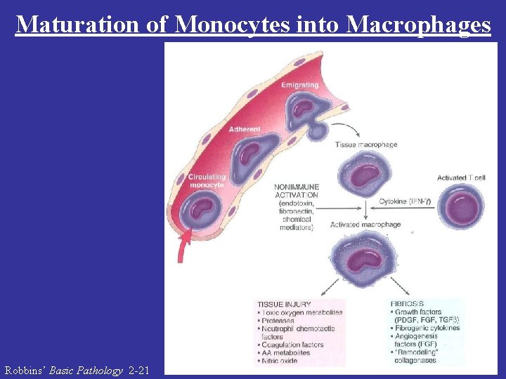 Maturation of Monocytes into Macrophages Robbins’ Basic Pathology 2 -21 