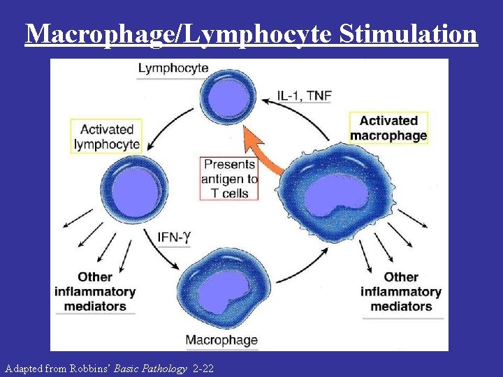 Macrophage/Lymphocyte Stimulation Adapted from Robbins’ Basic Pathology 2 -22 