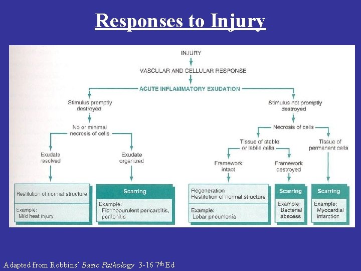 Responses to Injury Adapted from Robbins’ Basic Pathology 3 -16 7 th Ed 