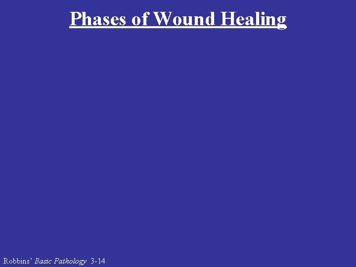 Phases of Wound Healing Robbins’ Basic Pathology 3 -14 
