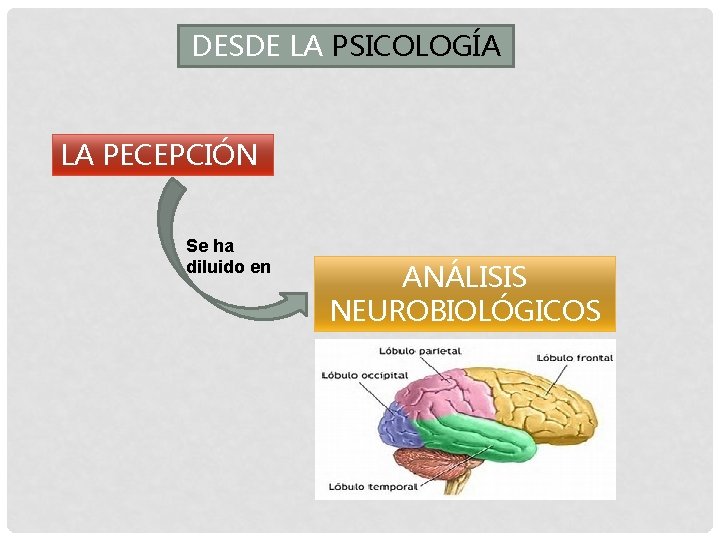 DESDE LA PSICOLOGÍA LA PECEPCIÓN Se ha diluido en ANÁLISIS NEUROBIOLÓGICOS 