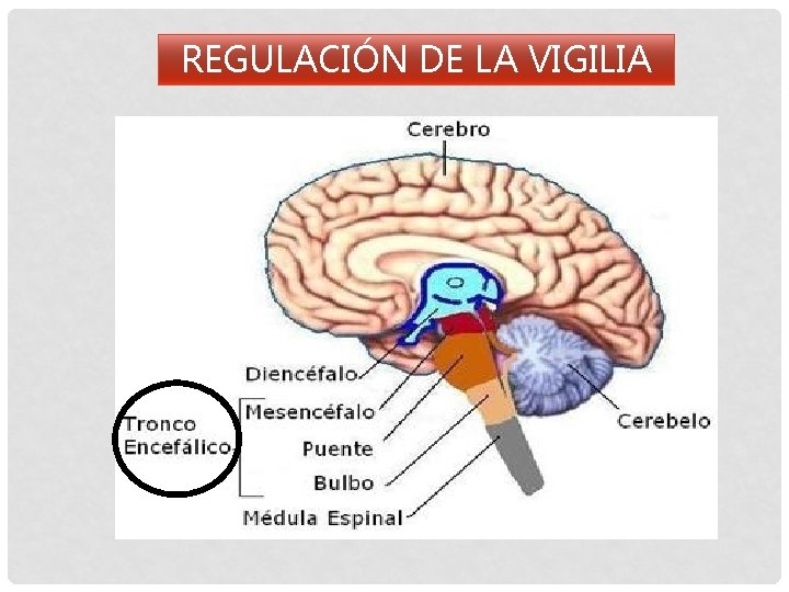 REGULACIÓN DE LA VIGILIA 