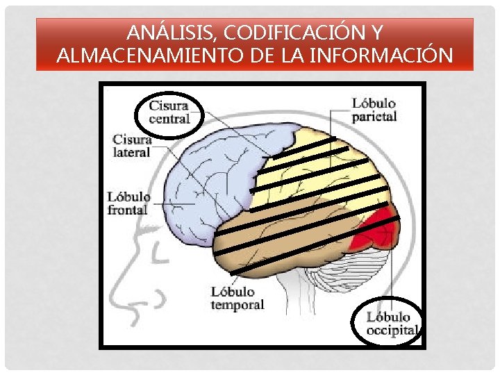 ANÁLISIS, CODIFICACIÓN Y ALMACENAMIENTO DE LA INFORMACIÓN 