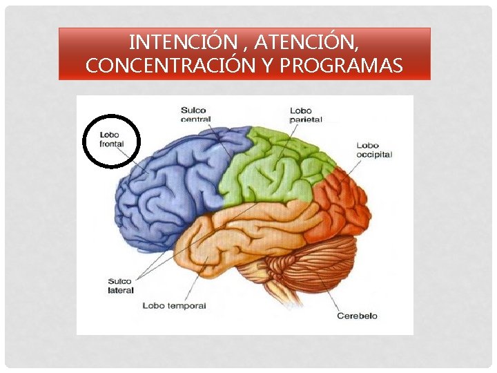 INTENCIÓN , ATENCIÓN, CONCENTRACIÓN Y PROGRAMAS 