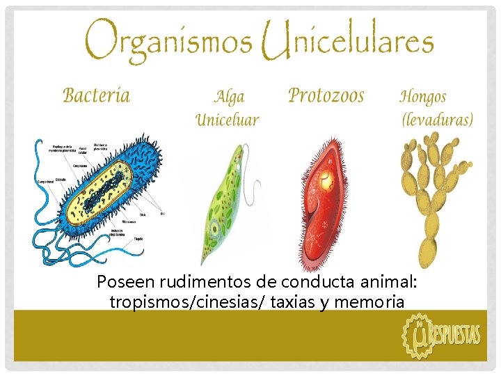 Poseen rudimentos de conducta animal: tropismos/cinesias/ taxias y memoria 