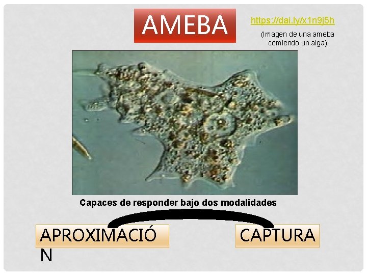 AMEBA https: //dai. ly/x 1 n 9 j 5 h (Imagen de una ameba