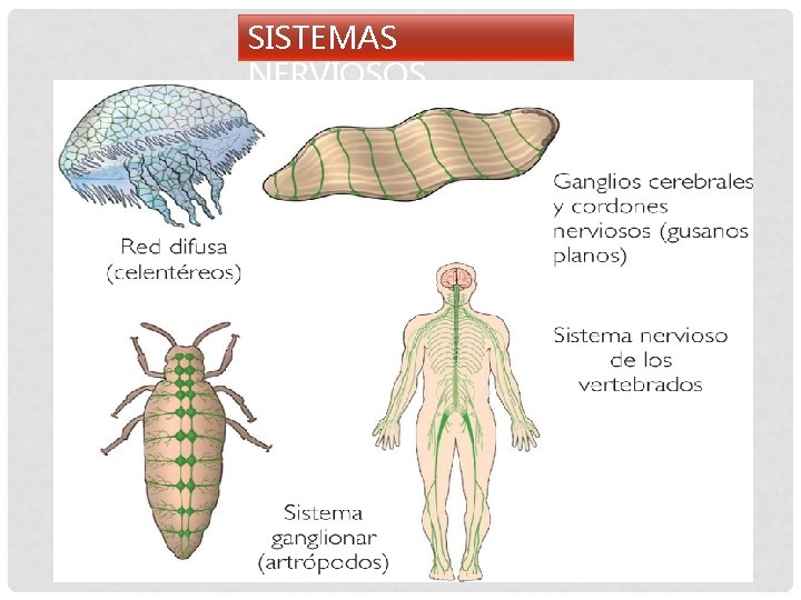 SISTEMAS NERVIOSOS 