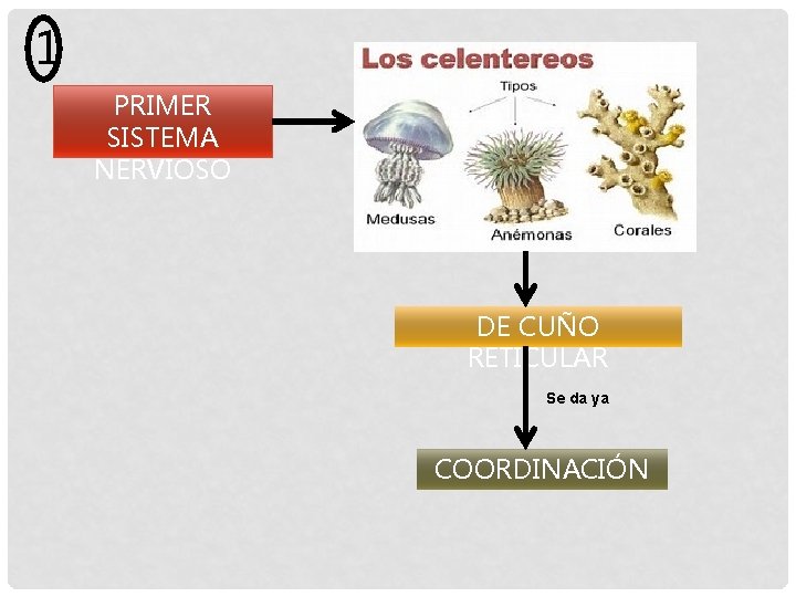 1 PRIMER SISTEMA NERVIOSO DE CUÑO RETICULAR Se da ya COORDINACIÓN 