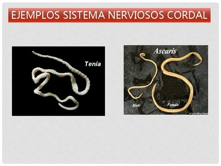 EJEMPLOS SISTEMA NERVIOSOS CORDAL Tenia 