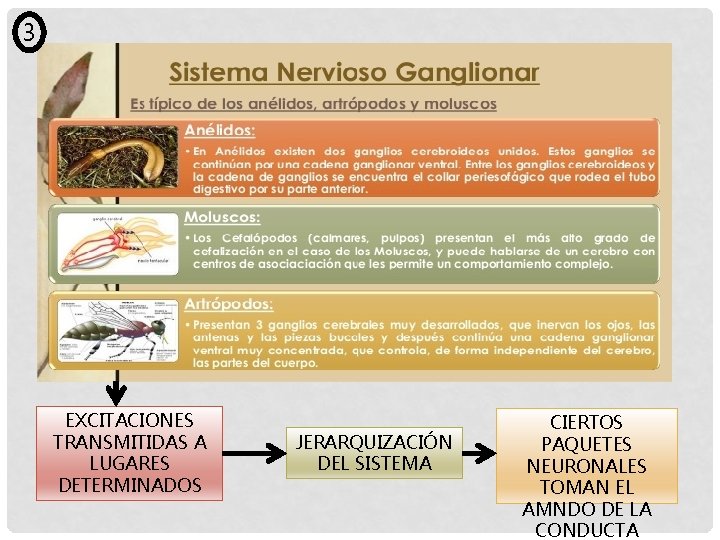 3 EXCITACIONES TRANSMITIDAS A LUGARES DETERMINADOS JERARQUIZACIÓN DEL SISTEMA CIERTOS PAQUETES NEURONALES TOMAN EL