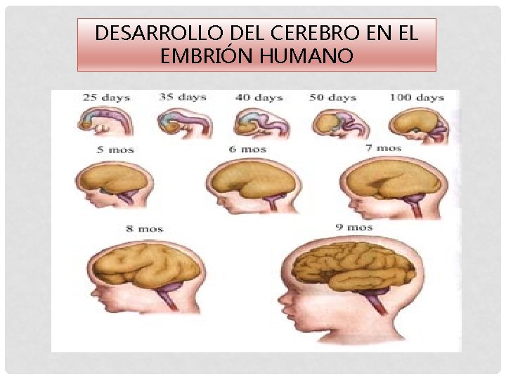 DESARROLLO DEL CEREBRO EN EL EMBRIÓN HUMANO 