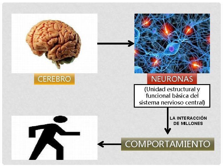 CEREBRO NEURONAS (Unidad estructural y funcional básica del sistema nervioso central) LA INTERACCIÓN DE