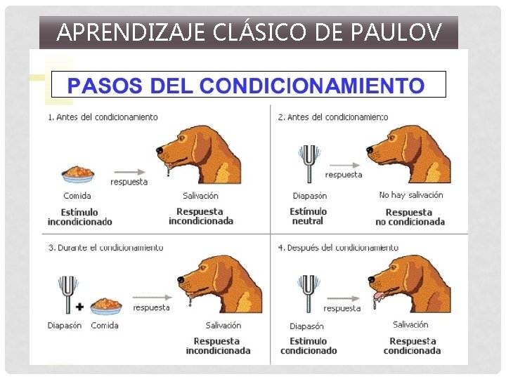 APRENDIZAJE CLÁSICO DE PAULOV 