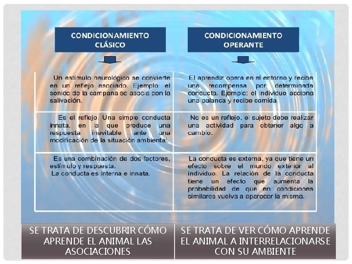 SE TRATA DE DESCUBRIR CÓMO APRENDE EL ANIMAL LAS ASOCIACIONES SE TRATA DE VER