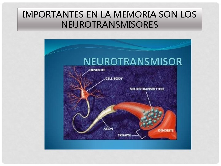 IMPORTANTES EN LA MEMORIA SON LOS NEUROTRANSMISORES 