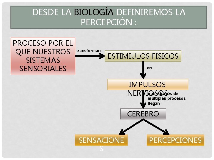 DESDE LA BIOLOGÍA DEFINIREMOS LA PERCEPCIÓN : PROCESO POR EL QUE NUESTROS SISTEMAS SENSORIALES