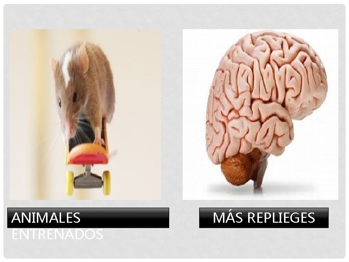 ANIMALES ENTRENADOS MÁS REPLIEGES 