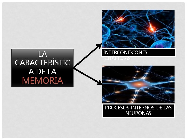 LA CARACTERÍSTIC A DE LA INTERCONEXIONES SINÁPTICAS MEMORIA PROCESOS INTERNOS DE LAS NEURONAS 