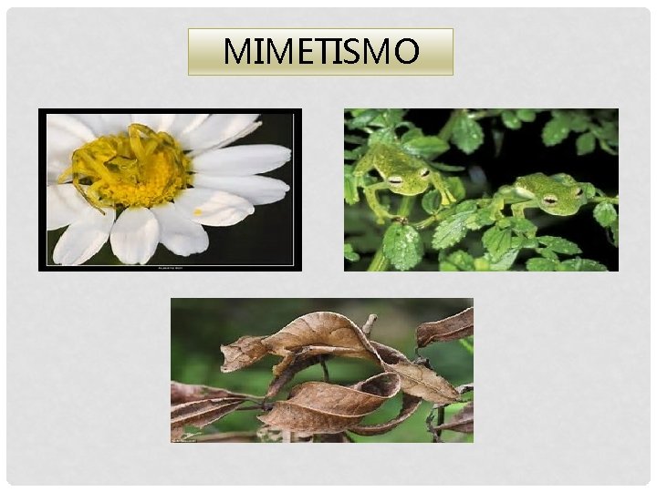 MIMETISMO 