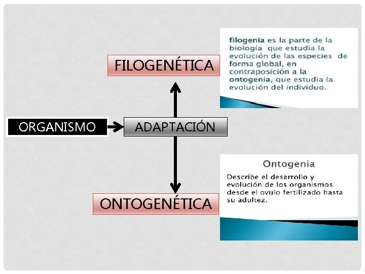 FILOGENÉTICA ORGANISMO ADAPTACIÓN ONTOGENÉTICA 