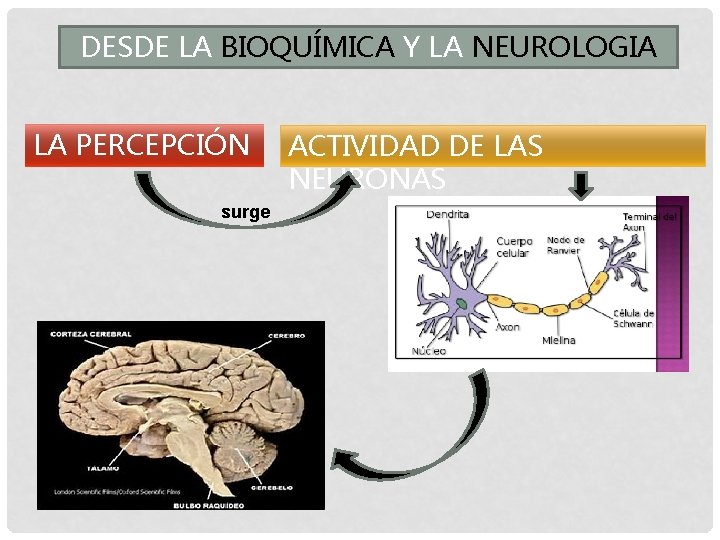 DESDE LA BIOQUÍMICA Y LA NEUROLOGIA LA PERCEPCIÓN surge ACTIVIDAD DE LAS NEURONAS 