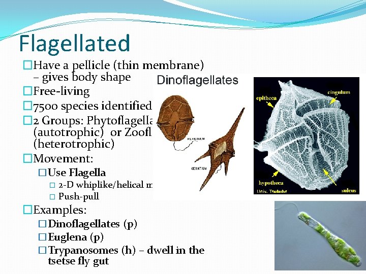 Flagellated �Have a pellicle (thin membrane) – gives body shape �Free-living � 7500 species