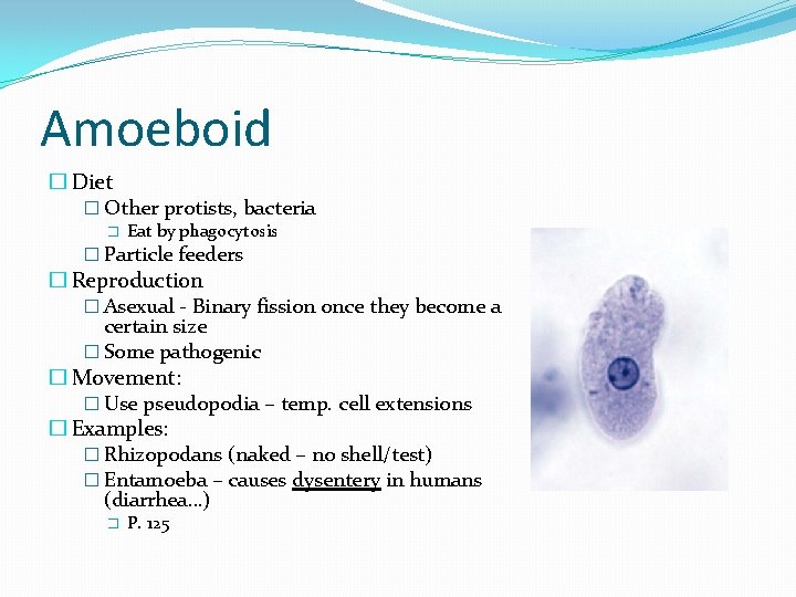 Amoeboid � Diet � Other protists, bacteria � Eat by phagocytosis � Particle feeders