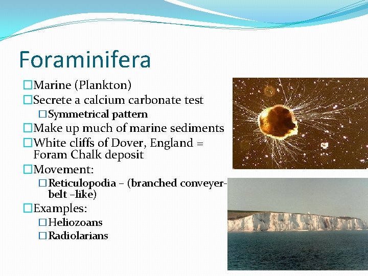 Foraminifera �Marine (Plankton) �Secrete a calcium carbonate test �Symmetrical pattern �Make up much of