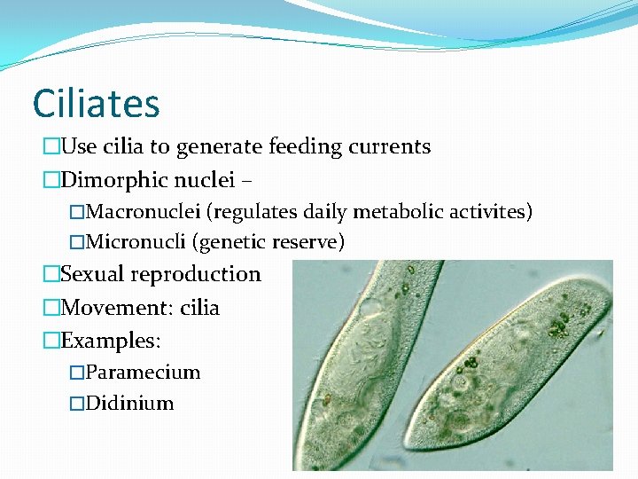 Ciliates �Use cilia to generate feeding currents �Dimorphic nuclei – �Macronuclei (regulates daily metabolic
