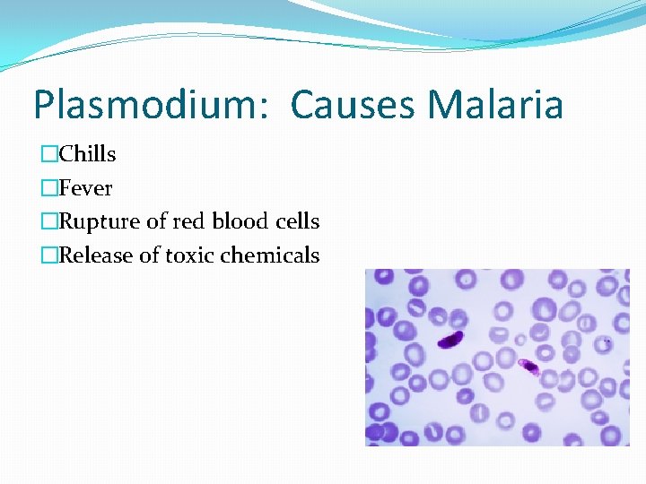 Plasmodium: Causes Malaria �Chills �Fever �Rupture of red blood cells �Release of toxic chemicals