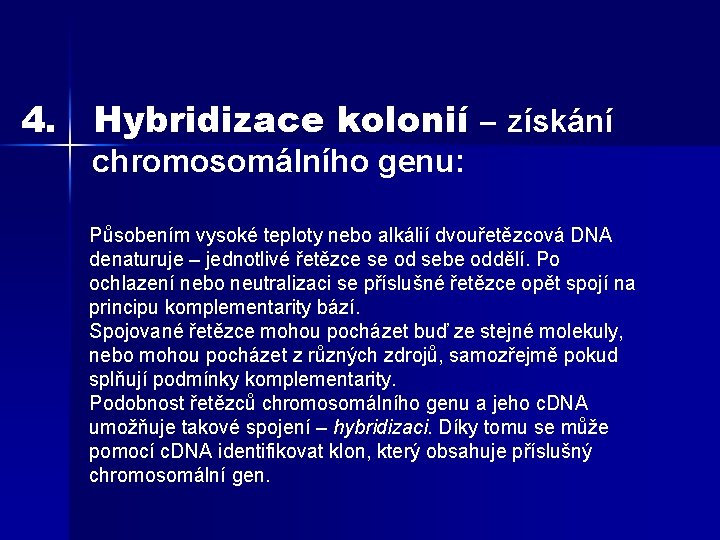 4. Hybridizace kolonií – získání chromosomálního genu: Působením vysoké teploty nebo alkálií dvouřetězcová DNA