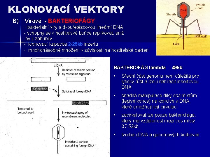 KLONOVACÍ VEKTORY B) Virové - BAKTERIOFÁGY - bakteriální viry s dvouřetězcovou lineární DNA -