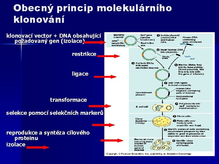 Obecný princip molekulárního klonování klonovací vector + DNA obsahující požadovaný gen (izolace) restrikce ligace