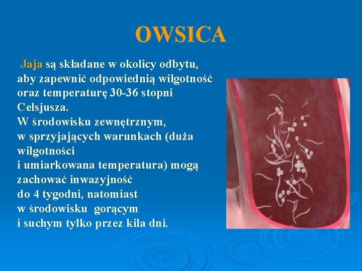 OWSICA Jaja są składane w okolicy odbytu, aby zapewnić odpowiednią wilgotność oraz temperaturę 30