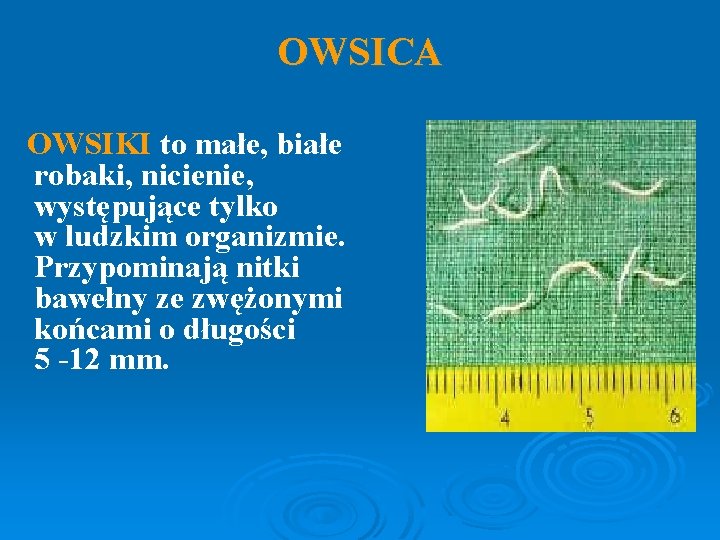 OWSICA OWSIKI to małe, białe robaki, nicienie, występujące tylko w ludzkim organizmie. Przypominają nitki