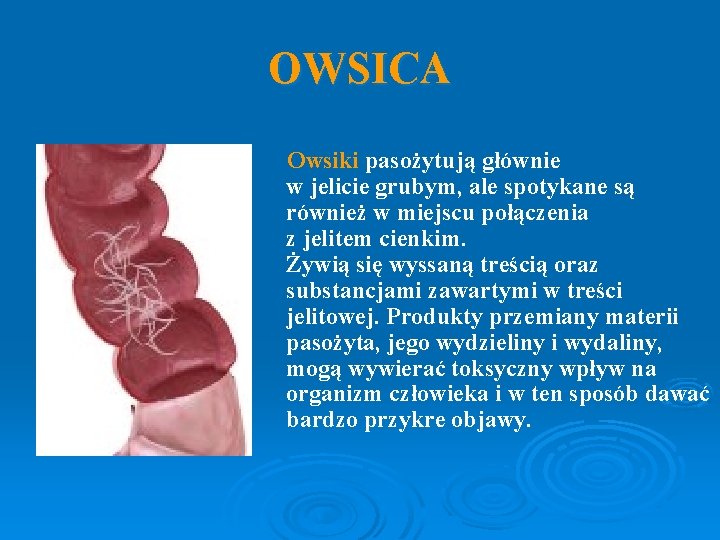 OWSICA Owsiki pasożytują głównie w jelicie grubym, ale spotykane są również w miejscu połączenia