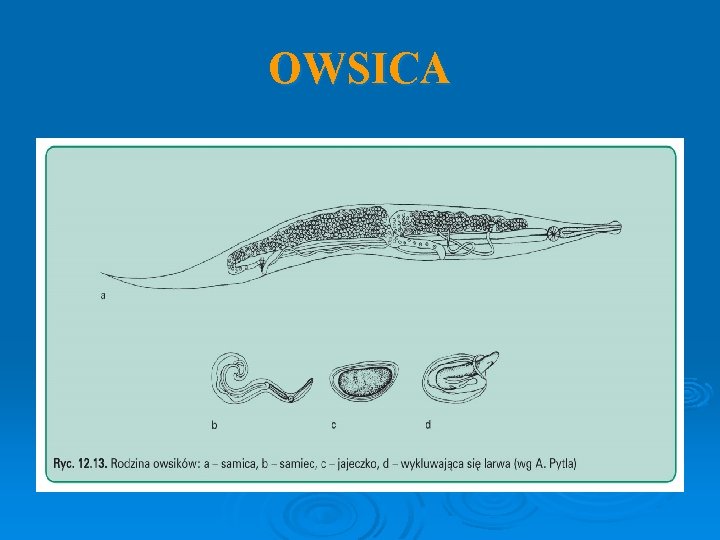 OWSICA 